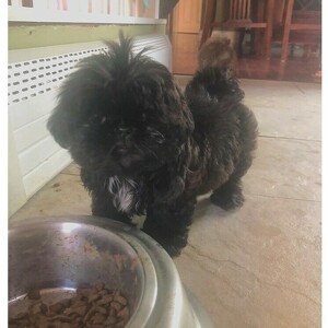 Team Page: Get Ziggy with it